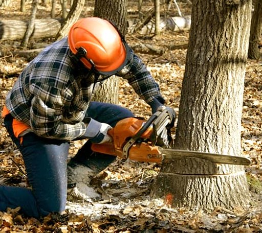 Tree Removal in Council Hill, OK